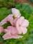 Videolu Açık Pembe Sardunya Çiçeği 1 Adet Saksılı 20-40 cm Balkon Bitkisi(Pelargonium Peltatum) 3