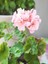Videolu Açık Pembe Sardunya Çiçeği 1 Adet Saksılı 20-40 cm Balkon Bitkisi(Pelargonium Peltatum) 4