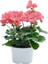 Videolu Açık Pembe Sardunya Çiçeği 1 Adet Saksılı 20-40 cm Balkon Bitkisi(Pelargonium Peltatum) 5