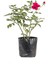 Videolu Koyu Kırmızı 1 Adet Çıtır Minyatür Gül Fidanı 30-55CM Tüplüsaksılı (Miniature Rose) 3