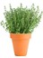 Videolu Yoğun Kokulu Kekik Fidanı Çiçeği 20-35CM Saksılı Çiçekli Bodur Bitkiler(Thyme Sapling) 2