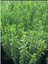 Videolu Yoğun Kokulu Kekik Fidanı Çiçeği 20-35CM Saksılı Çiçekli Bodur Bitkiler(Thyme Sapling) 3