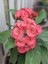 Videolu Pembe Milli Dikenler Tacı 1 Adet Saksılı Kaktüs (20-40 Cm) Ofis Bitkisi(Euphorbia) 1