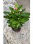 Videolu Pembe Milli Dikenler Tacı 1 Adet Saksılı Kaktüs (20-40 Cm) Ofis Bitkisi(Euphorbia) 2