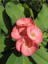 Videolu Pembe Milli Dikenler Tacı 1 Adet Saksılı Kaktüs (20-40 Cm) Ofis Bitkisi(Euphorbia) 3