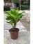 Videolu Pembe Milli Dikenler Tacı 1 Adet Saksılı Kaktüs (20-40 Cm) Ofis Bitkisi(Euphorbia) 4