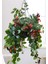 Videolu Kırmızı Renkli 1 Adet Ruj Çiçeği Fidanı 40-60CM Saksılı (Lipstick Plant) 4