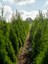 Videolu 10 Adet Leylandi Çam Fidanı Saksılıtüplü 30-40 cm (Leyland Cypress Sapling) 1