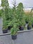 Videolu 10 Adet Leylandi Çam Fidanı Saksılıtüplü 30-40 cm (Leyland Cypress Sapling) 3