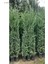 Videolu 10 Adet Leylandi Çam Fidanı Saksılıtüplü 30-40 cm (Leyland Cypress Sapling) 4