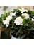 Videolu Harika Kokulu Beyaz Gardenya Çiçeği Bitkisi 30-45 cm Saksılı Çiçekli Bodur Gardenia Flower 2