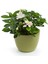 Videolu Harika Kokulu Beyaz Gardenya Çiçeği Bitkisi 30-45 cm Saksılı Çiçekli Bodur Gardenia Flower 3