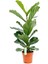 Ficus Lyrata Keman Yapraklı Kauçuk Bitkisi 50 - 60 cm 1