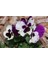 Videolu 30 Adet Beyaz Mor Hercai Menkşe Çiçeği Fidanı 5-15 cm Tüplü Çiçekli Bodur Purple Viola 5