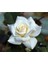 Videolu Beyaz Bulgar Gülü Çiçeği Fidanı 45-60 cm Tüplü Çiçekli Bodur Bitkiler White Bulgarian Rose 1