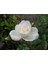 Videolu Beyaz Bulgar Gülü Çiçeği Fidanı 45-60 cm Tüplü Çiçekli Bodur Bitkiler White Bulgarian Rose 2