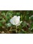 Videolu Beyaz Bulgar Gülü Çiçeği Fidanı 45-60 cm Tüplü Çiçekli Bodur Bitkiler White Bulgarian Rose 3