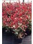 Serada Decor Plant Videolu Alev Çalısı Bitkisi Fidanı 30-50 cm Saksılı Çiçekli Bodur Bitkiler Pyracantha 2