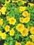 Videolu Sarı Petunya Çiçeği Fidanı Askılı Saksılı 1 Adet 20-40 cm Teras Bitkisi (Petunia) 1