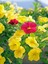 Videolu Sarı Petunya Çiçeği Fidanı Askılı Saksılı 1 Adet 20-40 cm Teras Bitkisi (Petunia) 2