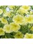 Videolu Sarı Petunya Çiçeği Fidanı Askılı Saksılı 1 Adet 20-40 cm Teras Bitkisi (Petunia) 3