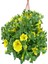 Videolu Sarı Petunya Çiçeği Fidanı Askılı Saksılı 1 Adet 20-40 cm Teras Bitkisi (Petunia) 4