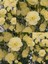 Videolu Kokulu Sarı Karanfil Çiçeği Fidanı 4 Adet Saksılı 30-50CM Salon Bitkisi (Carnation Flower) 1