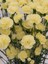 Videolu Kokulu Sarı Karanfil Çiçeği Fidanı 4 Adet Saksılı 30-50CM Salon Bitkisi (Carnation Flower) 2