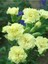 Videolu Kokulu Sarı Karanfil Çiçeği Fidanı 4 Adet Saksılı 30-50CM Salon Bitkisi (Carnation Flower) 4