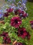 Videolu Siyah Çilli Petunya Fidanı Askılı 1 Adet Saksılı 20-40CM Salon Bahçe Bitkisi (Petunia) 2
