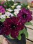 Videolu Siyah Çilli Petunya Fidanı Askılı 1 Adet Saksılı 20-40CM Salon Bahçe Bitkisi (Petunia) 3