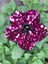 Videolu Siyah Çilli Petunya Fidanı Askılı 1 Adet Saksılı 20-40CM Salon Bahçe Bitkisi (Petunia) 4