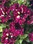 Videolu Siyah Çilli Petunya Fidanı Askılı 1 Adet Saksılı 20-40CM Salon Bahçe Bitkisi (Petunia) 5