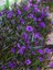 Videolu Mor Meksika Petunyası 1 Adet Saksılı 40-60 cm Balkon Bitkisi Ruelya (Ruellia) 1