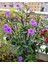 Videolu Mor Meksika Petunyası 1 Adet Saksılı 40-60 cm Balkon Bitkisi Ruelya (Ruellia) 5