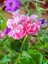 Videolu Toz Pembe Sakız Sardunya Sarkan 1 Adet Saksılı 30-50CM Teras Bitkisi (Pelargonium Peltatum) 2
