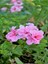 Videolu Toz Pembe Sakız Sardunya Sarkan 1 Adet Saksılı 30-50CM Teras Bitkisi (Pelargonium Peltatum) 3