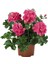 Videolu Toz Pembe Sakız Sardunya Sarkan 1 Adet Saksılı 30-50CM Teras Bitkisi (Pelargonium Peltatum) 4