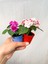 Videolu 2 Adet Karışık Renk Katmerli Cam Güzeli 10-20 cm Saksılı Çiçekli Bodur Crassula Ovata 1
