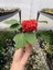 Videolu 2 Adet Karışık Renk Katmerli Cam Güzeli 10-20 cm Saksılı Çiçekli Bodur Crassula Ovata 2