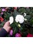 Videolu 2 Adet Karışık Renk Katmerli Cam Güzeli 10-20 cm Saksılı Çiçekli Bodur Crassula Ovata 3