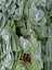 Videolu Tüylü Telgraf Çiçeği Fidanı 20-30CM Askılı Saksılı Çiçekli Bodur Bitkiler Tradescantia 3