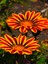 Videolu Sarı Renkli 4 Adet Bodrum Papatyası Fidanı 25-45CM Saksılı (Bodrum Daisy) 1