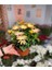 Videolu Sarı Renkli 4 Adet Bodrum Papatyası Fidanı 25-45CM Saksılı (Bodrum Daisy) 3