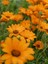 Videolu Sarı Renkli 4 Adet Bodrum Papatyası Fidanı 25-45CM Saksılı (Bodrum Daisy) 4