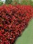 Videolu 1 Adet Alev Çalısı Çiçeği Fidanı 40-60CM Saksılı (Burning Bush) 2