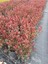 Videolu 1 Adet Alev Çalısı Çiçeği Fidanı 40-60CM Saksılı (Burning Bush) 3