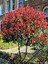 Videolu 1 Adet Alev Çalısı Çiçeği Fidanı 40-60CM Saksılı (Burning Bush) 4