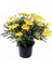 Videolu Sarı Çalı Papatyası 20-45 cm Saksılı Çiçekli Bodur Bitkiler Yellow Daisy 1