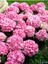 Videolu Pembe Çiçekli Ortanca Fidanı 30-55 cm Tüplü Çiçekli Bodur Bitkiler Pink Hydrangea 1